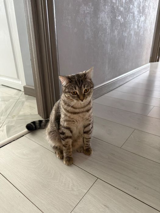 Отлам кошку даром