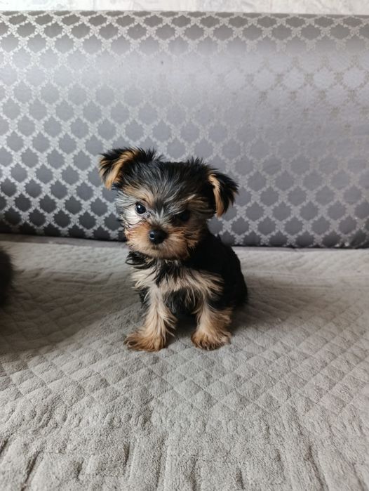 Девочка йоркширский терьер