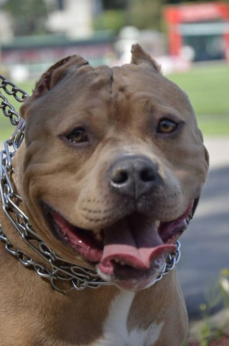 Американский булли XL вязка. IT SOTILMAYDI ! FAQAT QOSHISHGA !