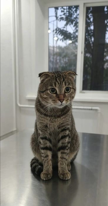 Красивый и милый котик