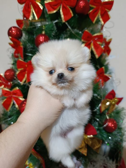 Кремовые шпицы готовы к переезду