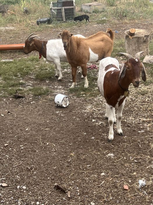 Vand doi tapi  buni de tinut sau schimb cu oi