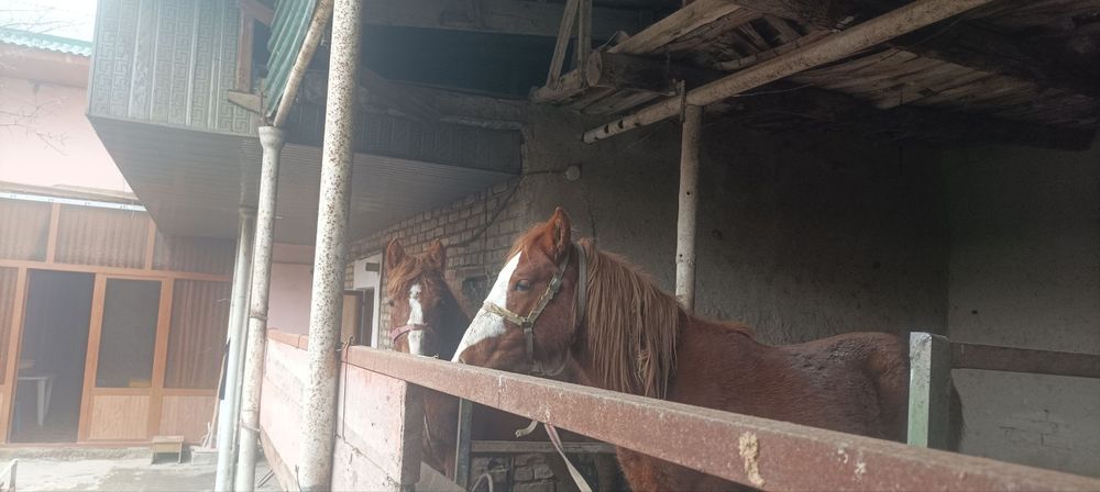 Toylar sotiladi bitasi nar bitasi moda