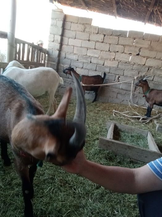 Занин и альпински