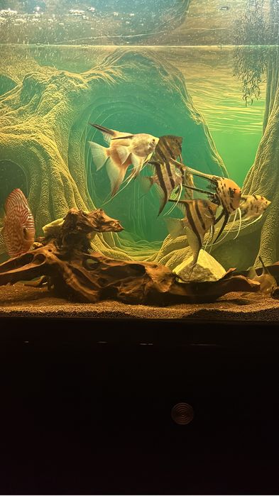 Скалярии продам