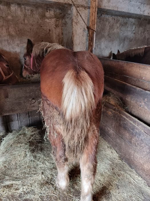 Vând o minza mondiala de 8 luni