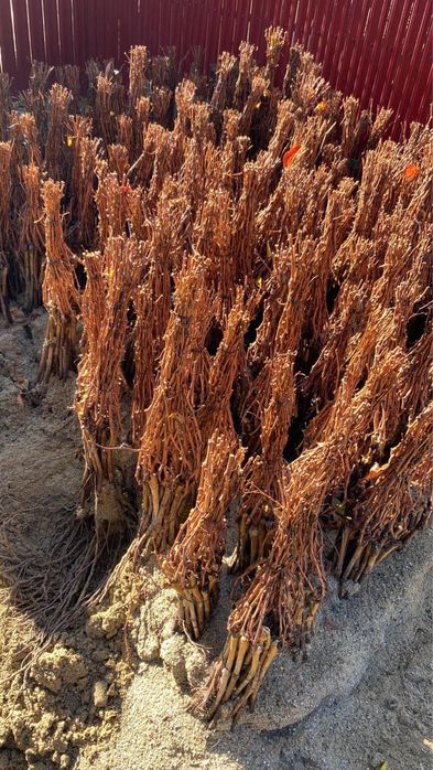 Pomi fructiferi de anul 3