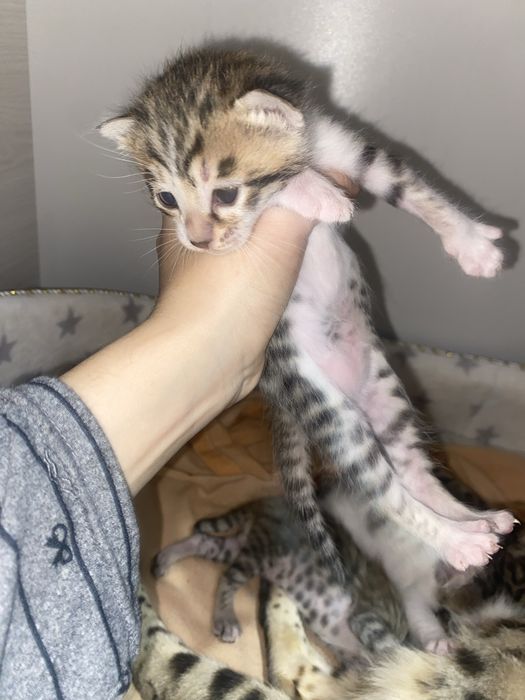 Продаются бенгальские кошки