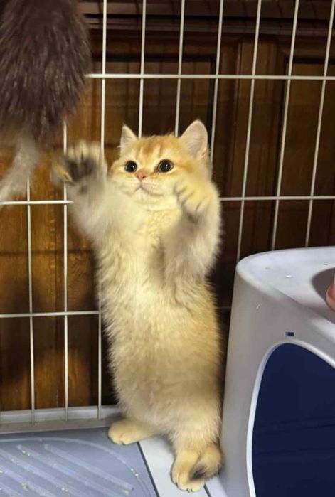 Британские залатая шиншилла  мушугимиз  3 ойлик угил бода