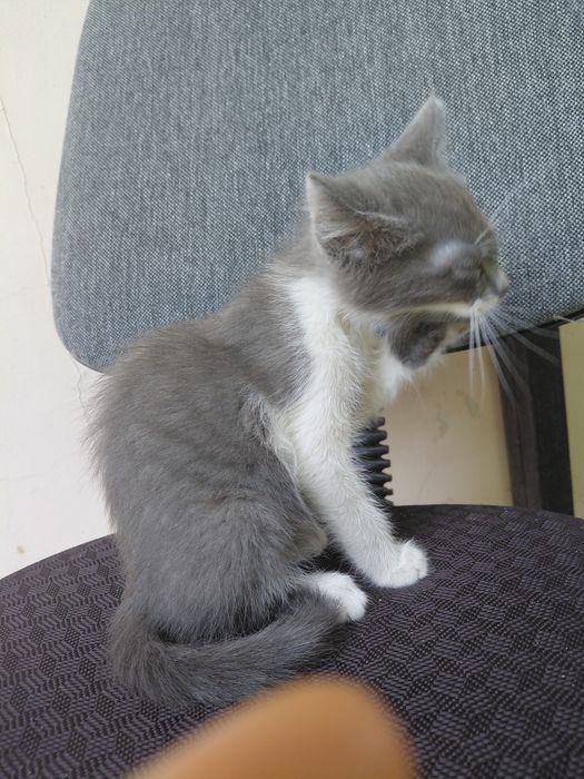 Отдам тыгыдык котенка