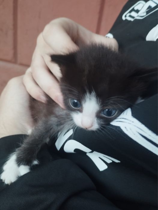 Отдадим котят в добрые руки