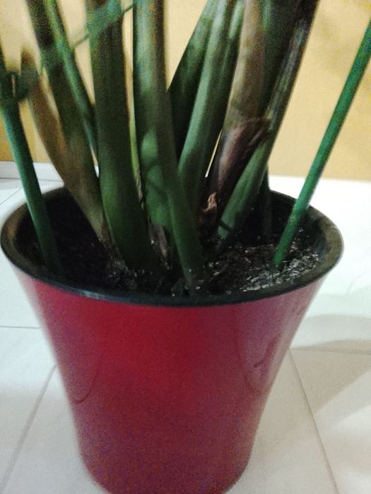 Замиокулькас ( Долларовое дерево)