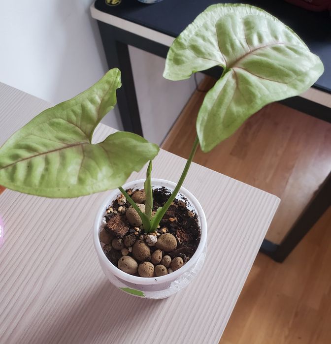 Сингогиум манго и шоколадка укорененые