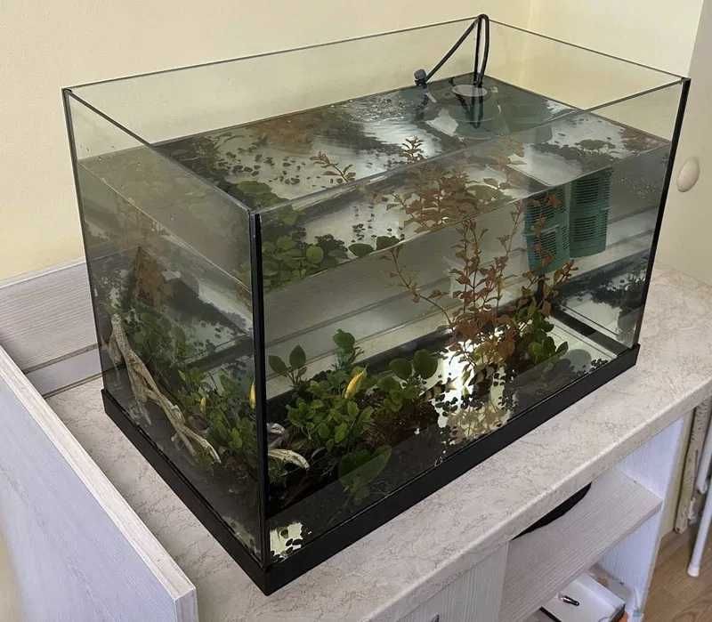 Декоративни рибки