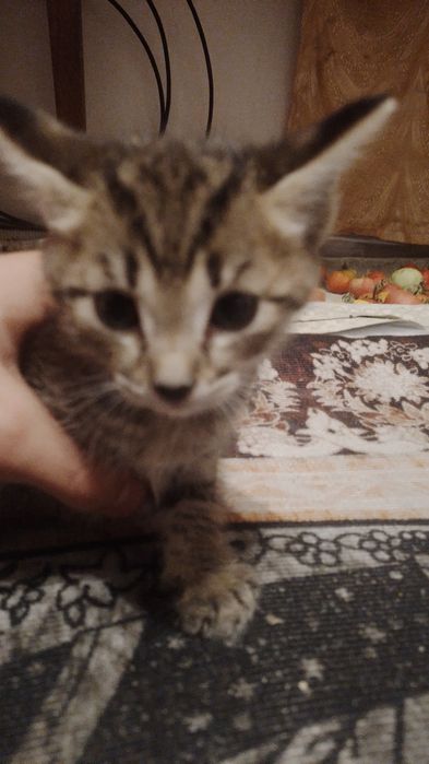 Отдадим котят в добрые руки