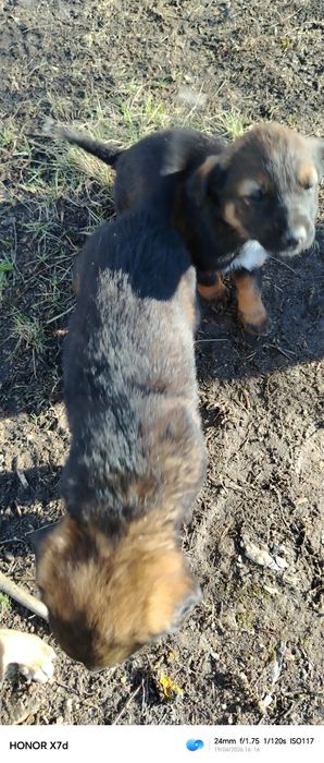 Отдам щенят даром