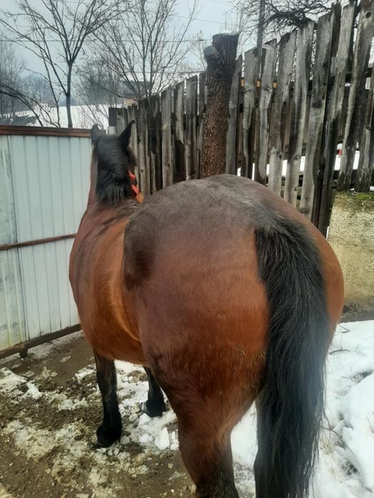 Iapă 4 ani și mânza 5 luni