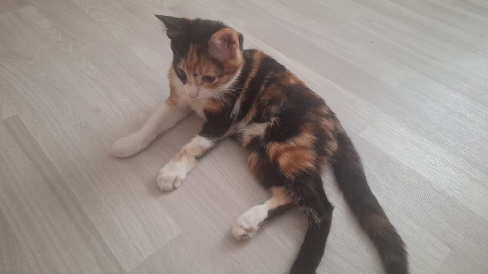 Котенок домашний