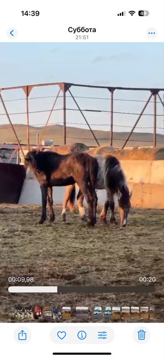 Продам байталы и тайчиков.