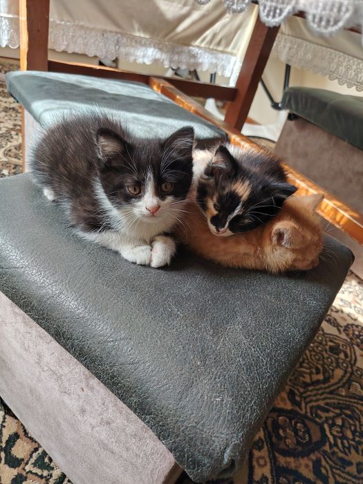 Отдам котят даром