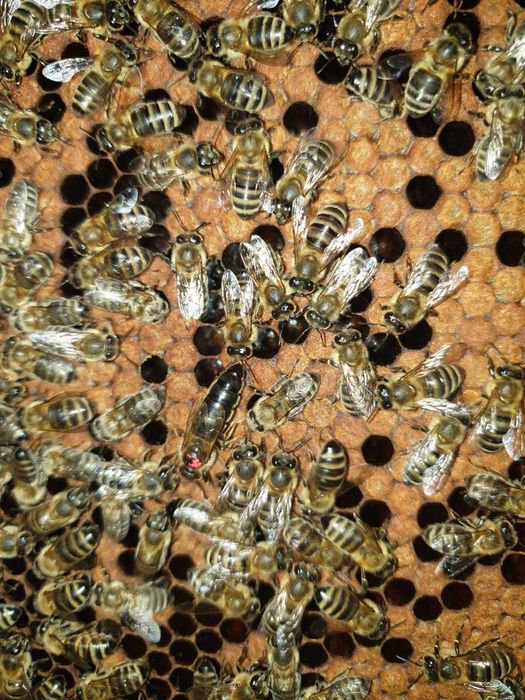 Matci /Regine  Carnica Sklenar Precomenzi pentru anul 2023