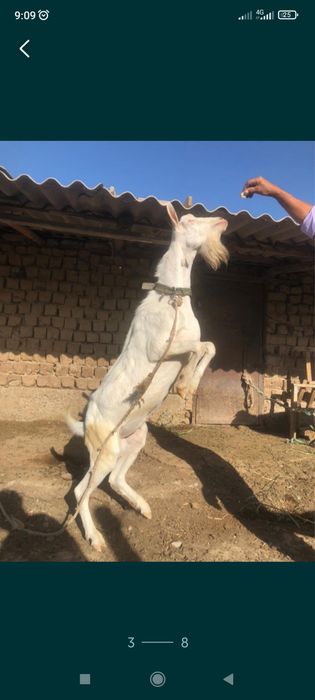 Сатылады келисиммее