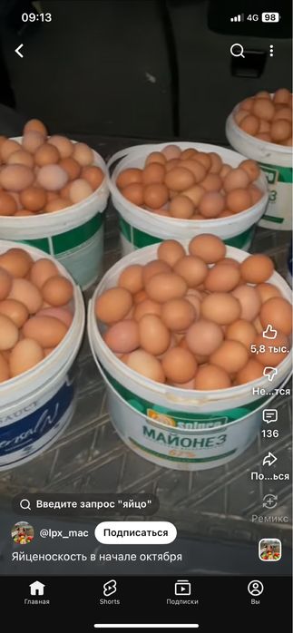 Продаются куры несушки Ломан Браун