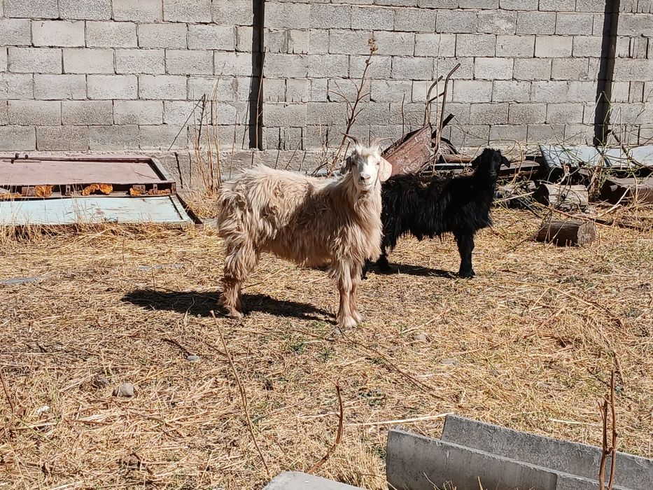 Коза с козлёнок продаются