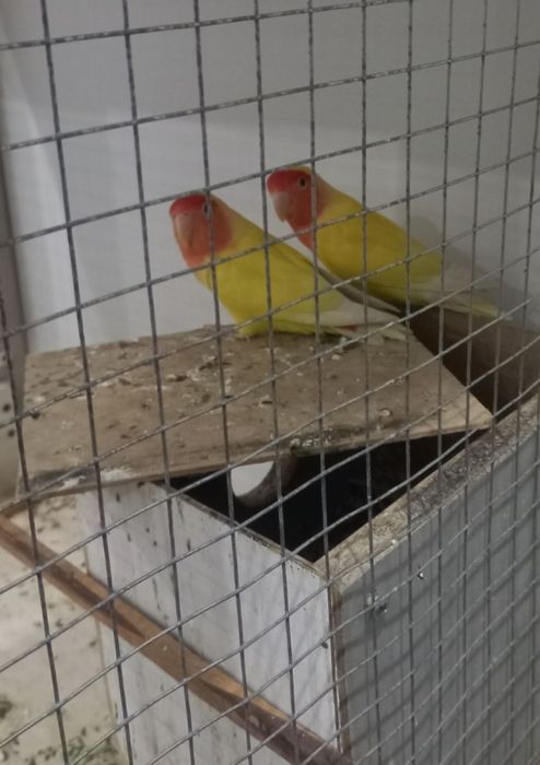 неразлучники пара попугаи