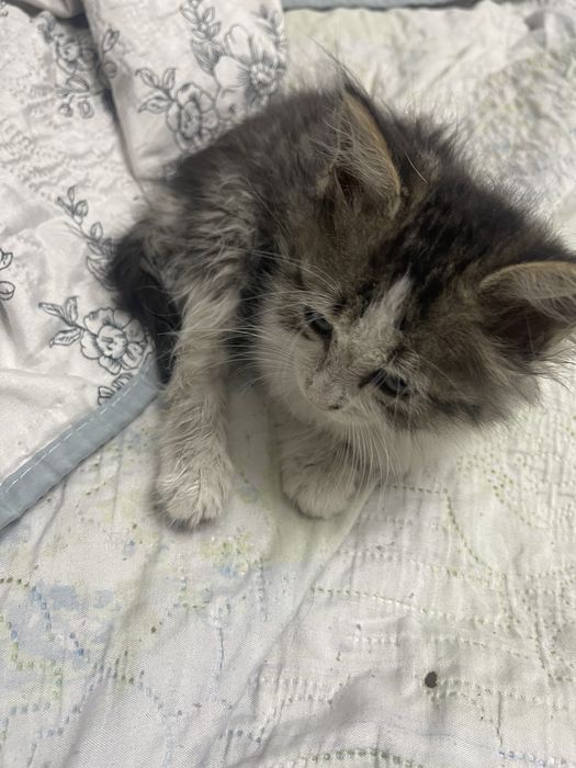 нужна помощь котенку