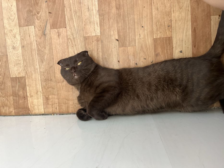 Отдам кота в добрые руки