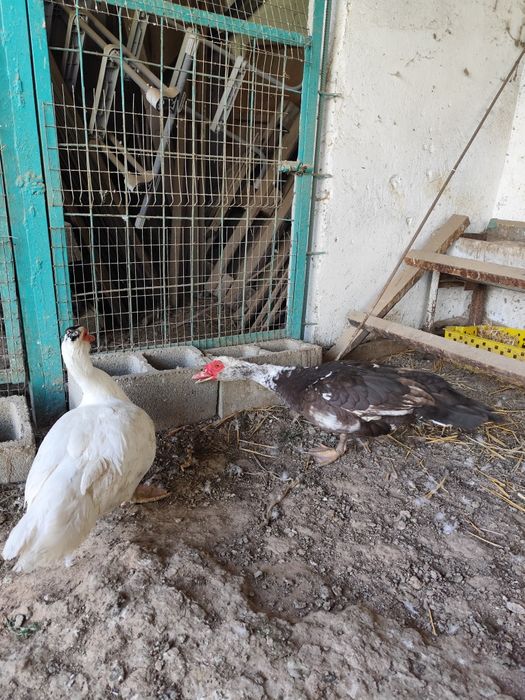 Продам индоуток и селезнеи.