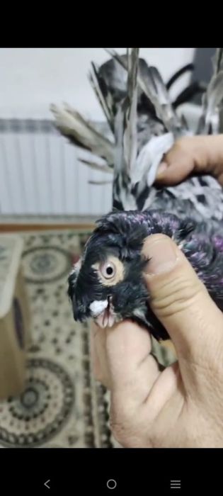 Голуб голуб.