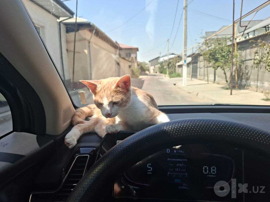 Котёнок в хорошие руки.
