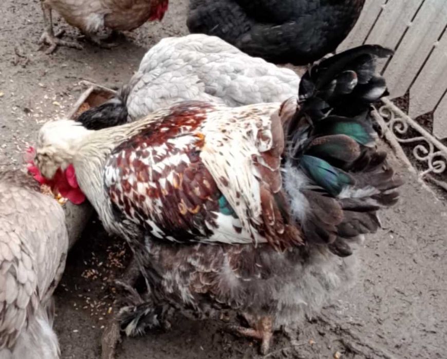 Cocoș rasă grea de prăsilă, tânăr din Aprilie, fertil