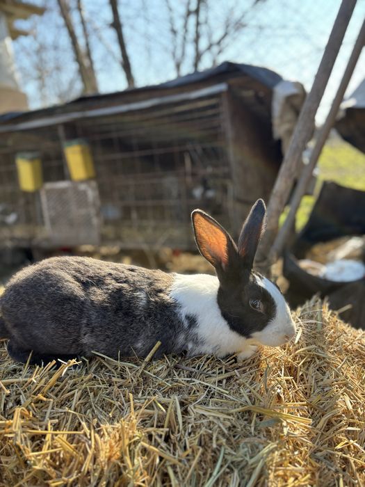 Vand iepuri hycole francez