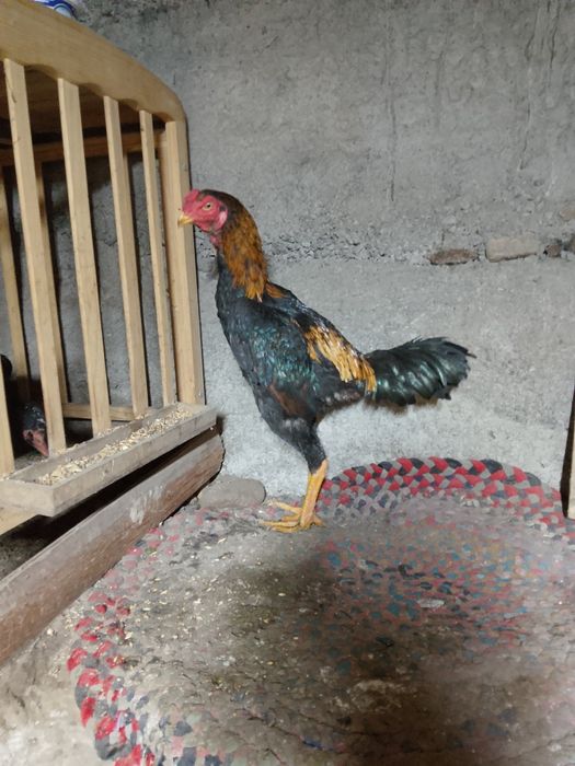 Продам бойцового петуха