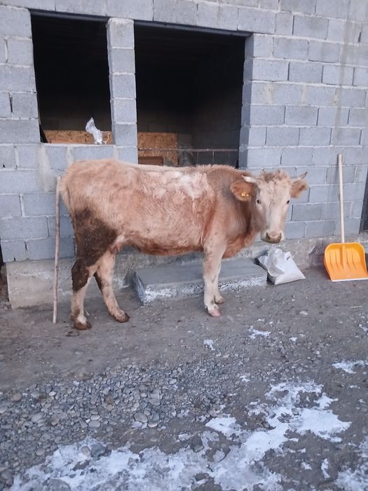 Ассалаумагалейкум сиыр сатылады