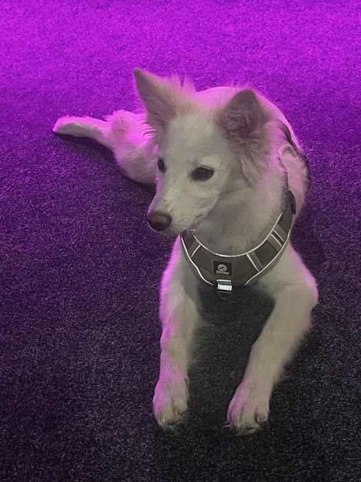 Отдам собаку девочку