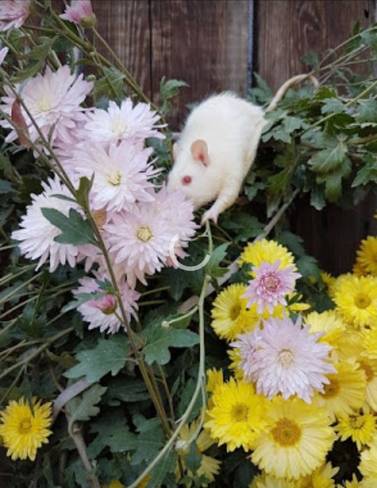 Крыски окраска разная