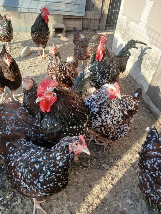 Vind gaini și cocoși sussex porțelan