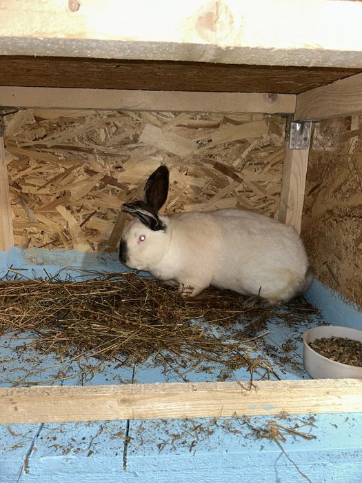 Urias de transilvania