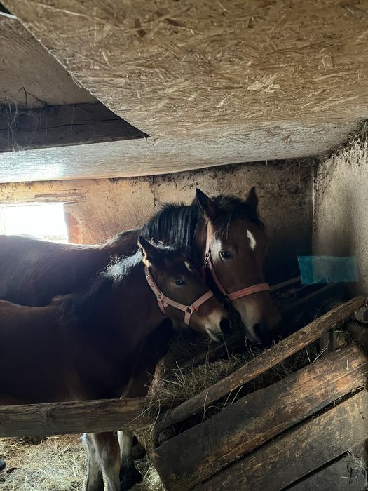 De vanzare iapa cu manz 7 ani respectiv 4 luni