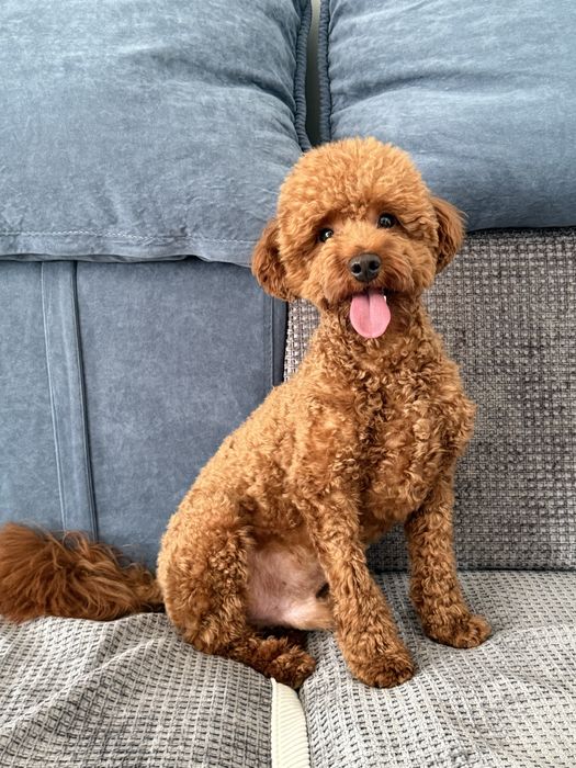 Той пудель Мальчик ищет для связки девочку!