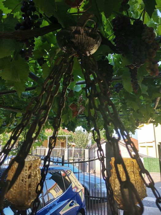 Полилей от кована мед