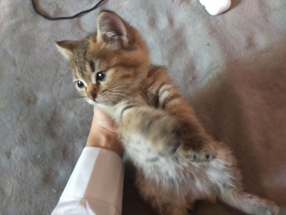 Отдаю котят в хорошие руки