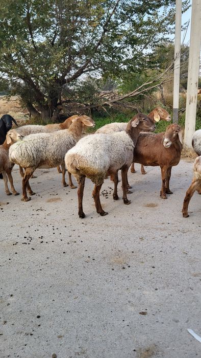 Продам Арашан маток