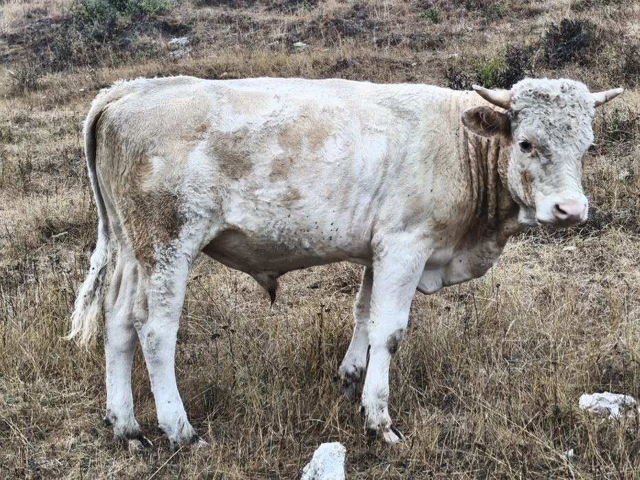 Vând tăuraș bălțat