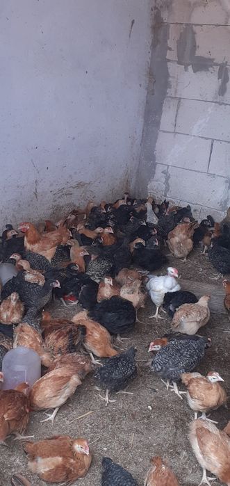 Cocoși de vânzare Găini porumbace, Pui rasa mixta. Ofertă