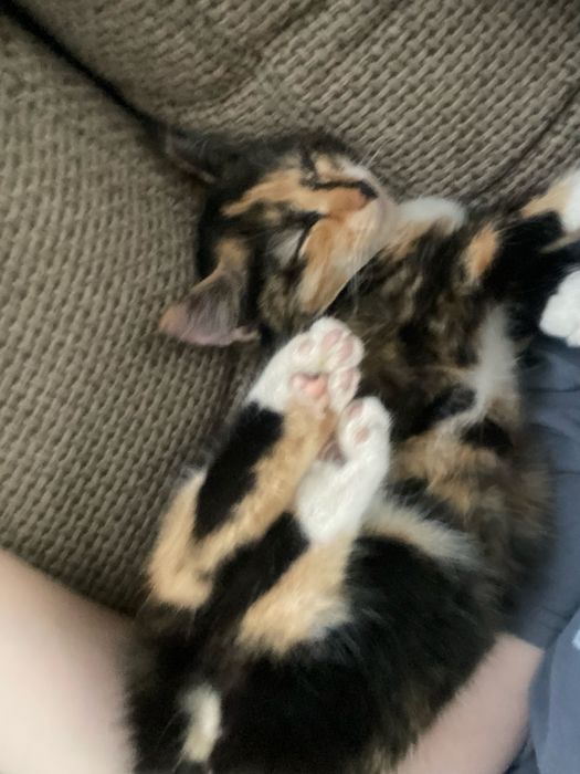Котенок девочка 5 месяцев